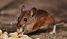 residential-pest-control Experts in Sprint